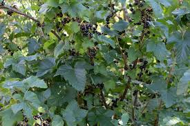 Attēlu rezultāti vaicājumam “Ribes nigrum”