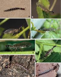 Attēlu rezultāti vaicājumam “Raphidioptera imago”