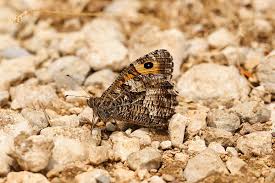 Attēlu rezultāti vaicājumam “Hipparchia semele”