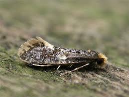 Attēlu rezultāti vaicājumam “Monopis weaverella”