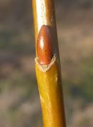 Attēlu rezultāti vaicājumam “Salix aurita bud”