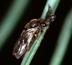 Attēlu rezultāti vaicājumam “Diprion pini female”