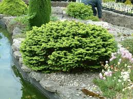 Attēlu rezultāti vaicājumam “Abies balsamea”