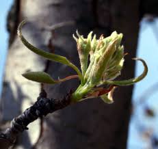 Attēlu rezultāti vaicājumam “Pyrus communis bud”