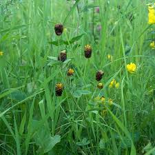 Attēlu rezultāti vaicājumam “Trifolium spadiceum”