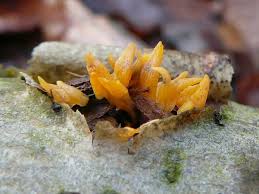 Attēlu rezultāti vaicājumam “Calocera glossoides”
