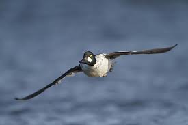 Attēlu rezultāti vaicājumam “Bucephala clangula male”