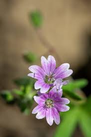 Attēlu rezultāti vaicājumam “Geranium molle flower”