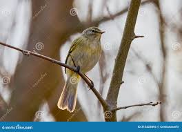 Image result for Phylloscopus humei