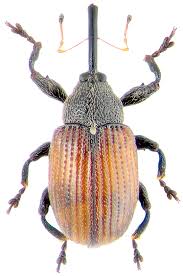 Attēlu rezultāti vaicājumam “Anthonomus phyllocola”