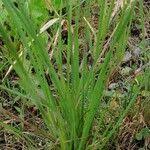 Attēlu rezultāti vaicājumam “Sisyrinchium montanum fruit”