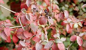 Attēlu rezultāti vaicājumam “Viburnum lantana”