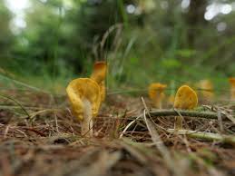 Attēlu rezultāti vaicājumam “Spathularia flavida”