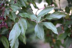 Attēlu rezultāti vaicājumam “Malus purpurea leaf”