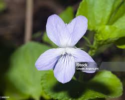 Attēlu rezultāti vaicājumam “Viola canina”