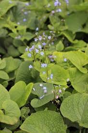 Attēlu rezultāti vaicājumam “Brunnera macrophylla”