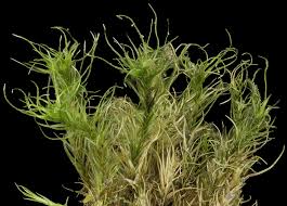 Attēlu rezultāti vaicājumam “Dicranella heteromalla”