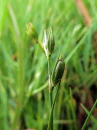 Attēlu rezultāti vaicājumam “Juncus bufonius bud”