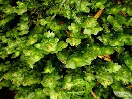 Attēlu rezultāti vaicājumam “Scapania nemorea”