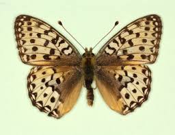 Attēlu rezultāti vaicājumam “Argynnis aglaja upperside”