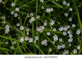 Attēlu rezultāti vaicājumam “Stellaria longifolia flower”