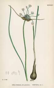 Attēlu rezultāti vaicājumam “Allium oleraceum”