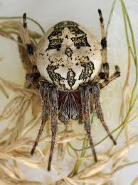 Attēlu rezultāti vaicājumam “Larinioides cornutus”