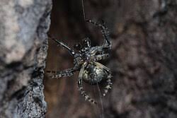 Attēlu rezultāti vaicājumam “Gibbaranea gibbosa”