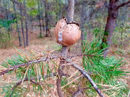 Attēlu rezultāti vaicājumam “Coleosporium sp.”