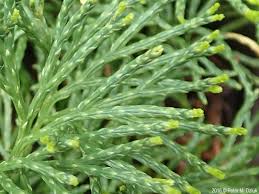 Attēlu rezultāti vaicājumam “Diphasiastrum tristachyum”