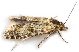 Attēlu rezultāti vaicājumam “Aethes margaritana”