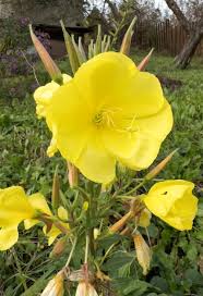 Image result for Oenothera odorata
