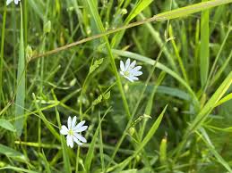 Attēlu rezultāti vaicājumam “Stellaria graminea flower”
