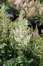 Attēlu rezultāti vaicājumam “Astilbe chinensis bud”