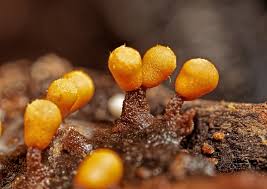 Attēlu rezultāti vaicājumam “Trichia varia macro”