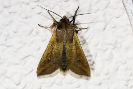 Attēlu rezultāti vaicājumam “Mythimna sp.”