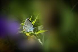 Attēlu rezultāti vaicājumam “Cupido minimus underside”
