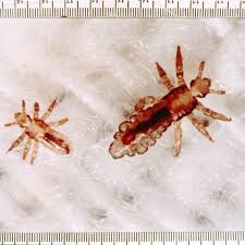 Attēlu rezultāti vaicājumam “Licea minima macro”