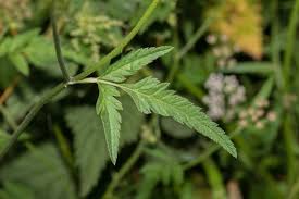 Attēlu rezultāti vaicājumam “Torilis japonica leaf”