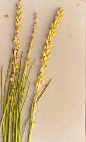 Attēlu rezultāti vaicājumam “Juncaginaceae”