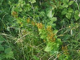 Attēlu rezultāti vaicājumam “Hypericum maculatum flower”