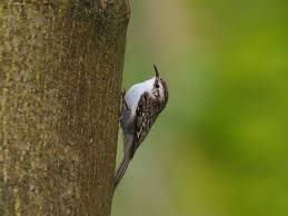 Attēlu rezultāti vaicājumam “Certhia familiaris”