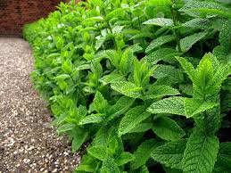 Image result for Mentha piperita
