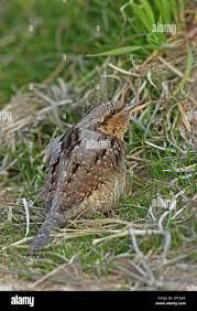 Attēlu rezultāti vaicājumam “Jynx torquilla adult”