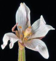 Attēlu rezultāti vaicājumam “Epilobium palustre leaf”