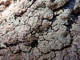 Attēlu rezultāti vaicājumam “Lepraria incana”