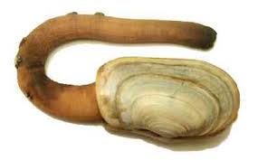 Image result for geoduck