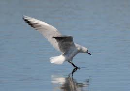 Image result for Chroicocephalus genei