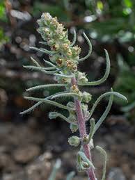 Attēlu rezultāti vaicājumam “Artemisia campestris”