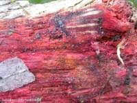 Attēlu rezultāti vaicājumam “Hyphodiscus hymeniophilus”